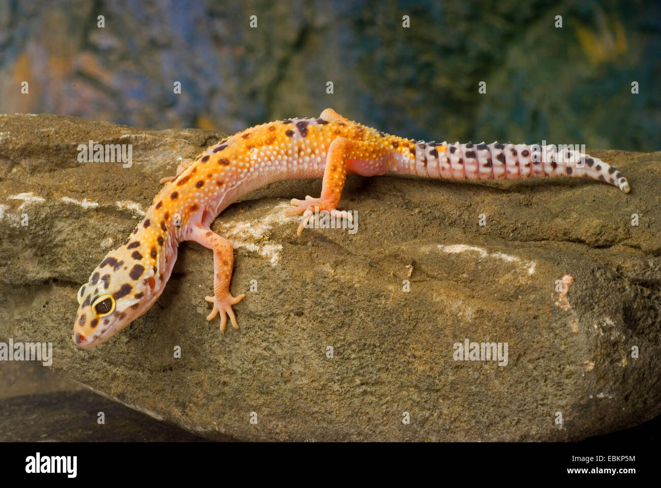 Le gecko léopard (Eublepharis macularius), race énigme sur une pierre Banque D'Images