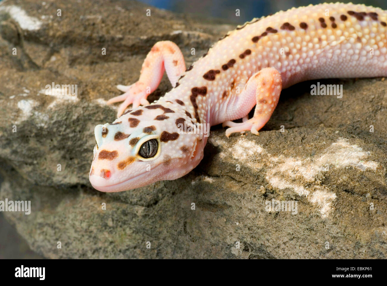 Le gecko léopard (Eublepharis macularius), race rayé chauve assis sur une pierre Banque D'Images