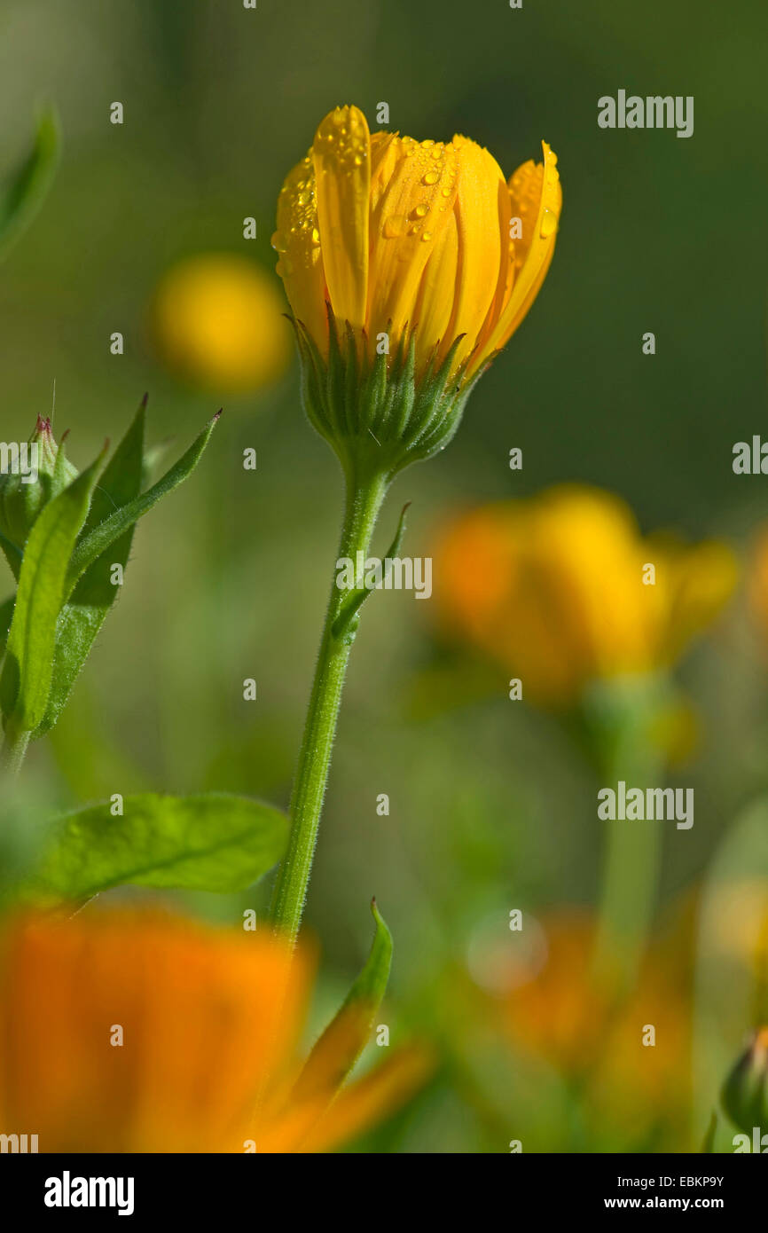 Jardin-souci officinal (Calendula officinalis), flowerbud avec gouttes de Banque D'Images