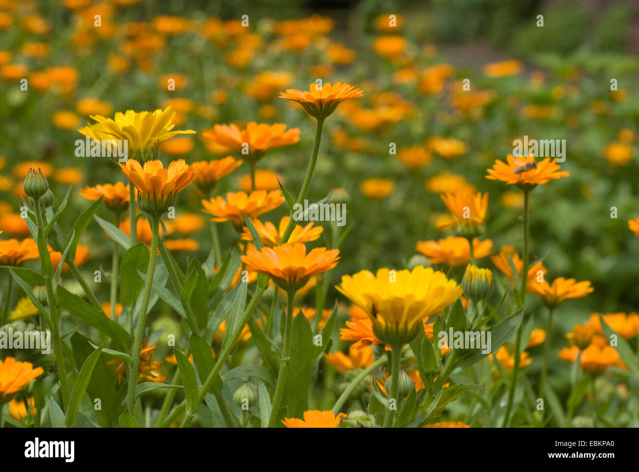 Jardin-souci officinal (Calendula officinalis), beaucoup de fleurs Banque D'Images