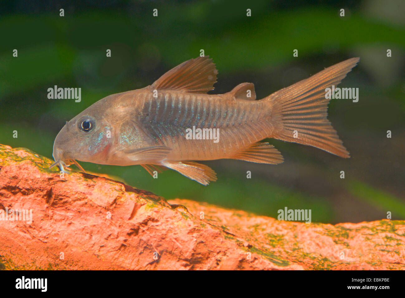 Bronze corydoras corydoras Banque de photographies et d’images à haute
