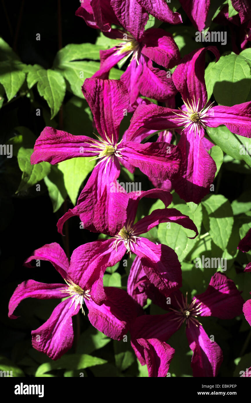 Clématites, de vierges-bower Clematis (spec.), blooming Banque D'Images