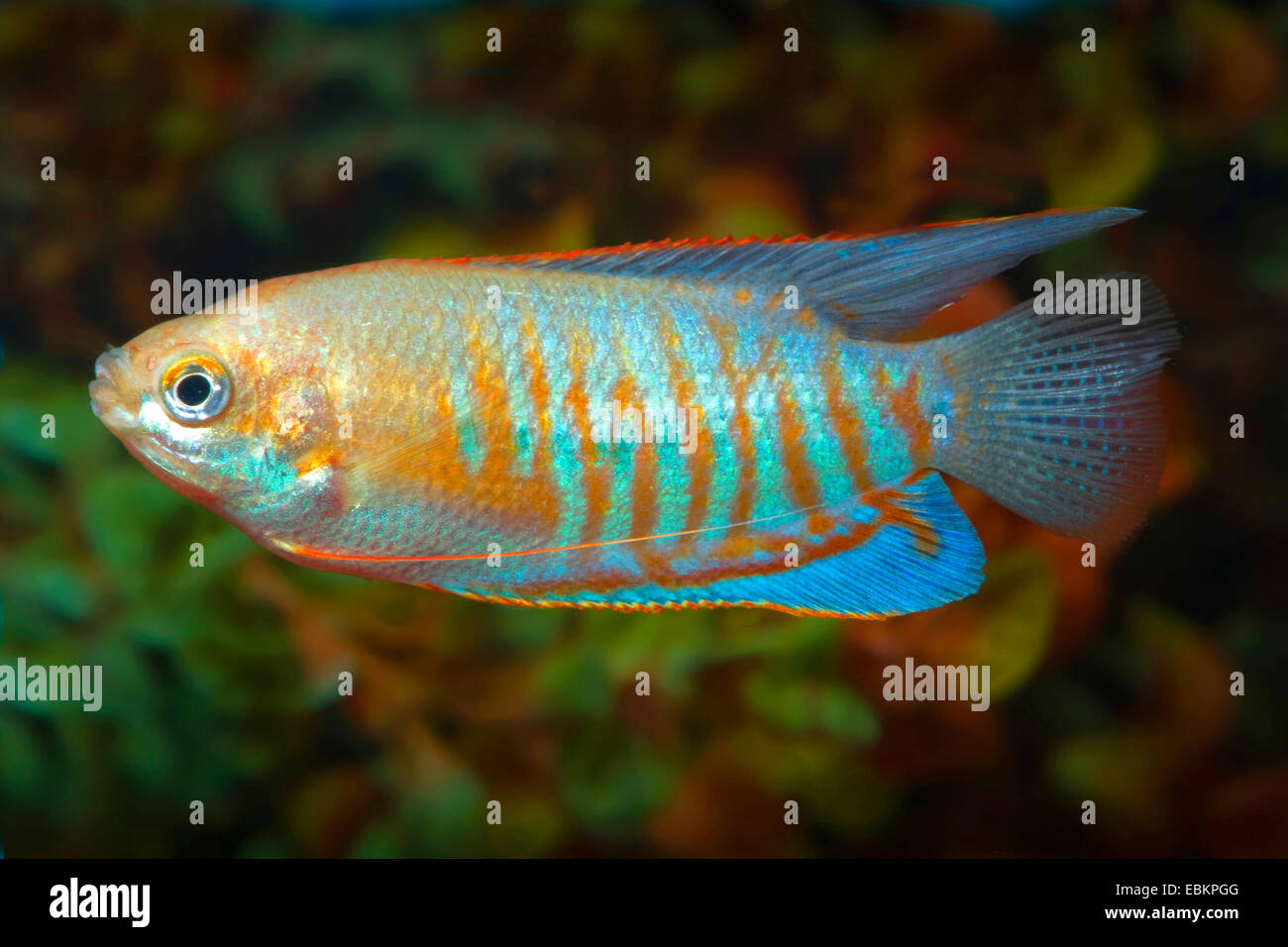 Gourami géant, le bar rayé (Gourami Colisa fasciata), natation Banque D'Images