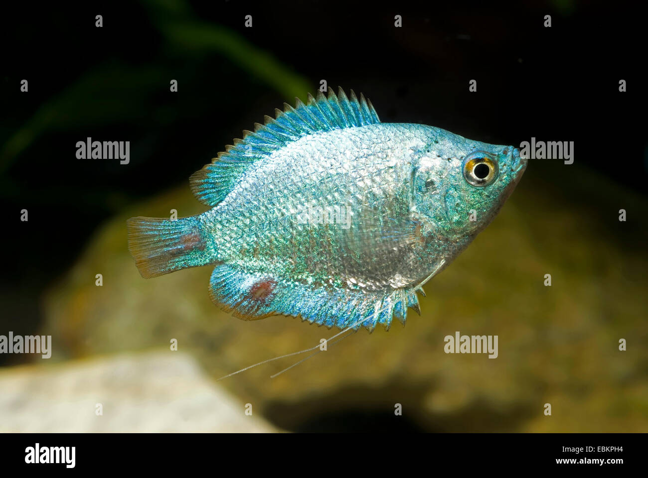 Gourami nain (Colisa lalia), race Blue Kobalt Banque D'Images