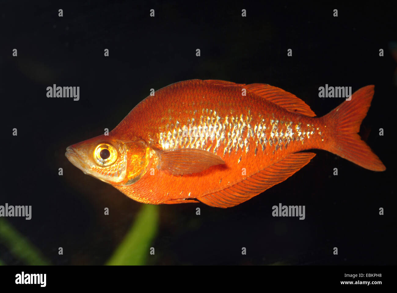 Rainbowfish rouge, rouge saumon Rainbowfish (Glossolepis incisus), homme natation, KZLU1007 Banque D'Images