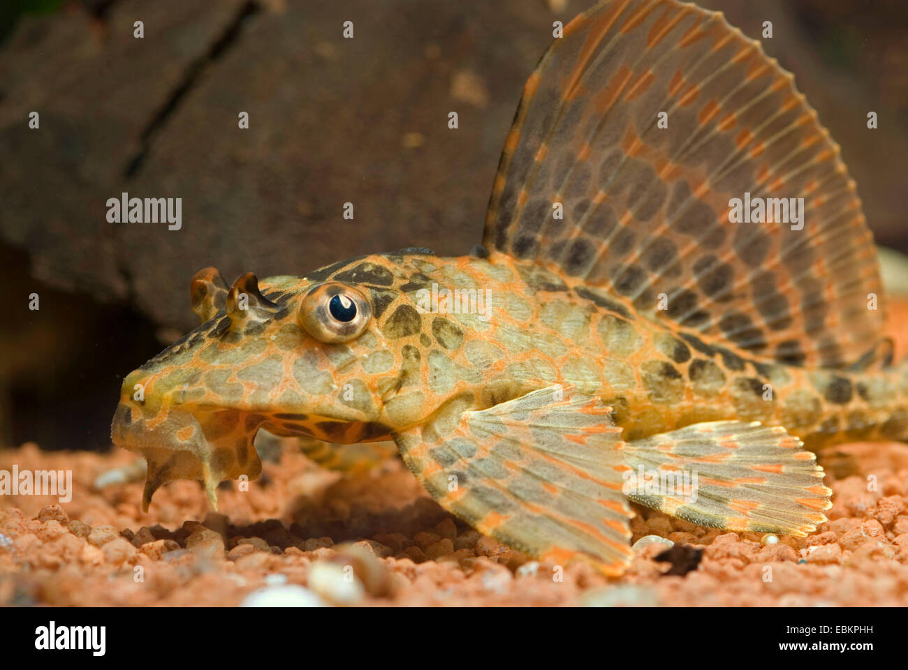 Le poisson-chat, Meunier tacheté sailfin voile Pleco Honeycomb (Glyptoperichthys gibbiceps, Pterygoplichthys gibbiceps), sur le terrain Banque D'Images
