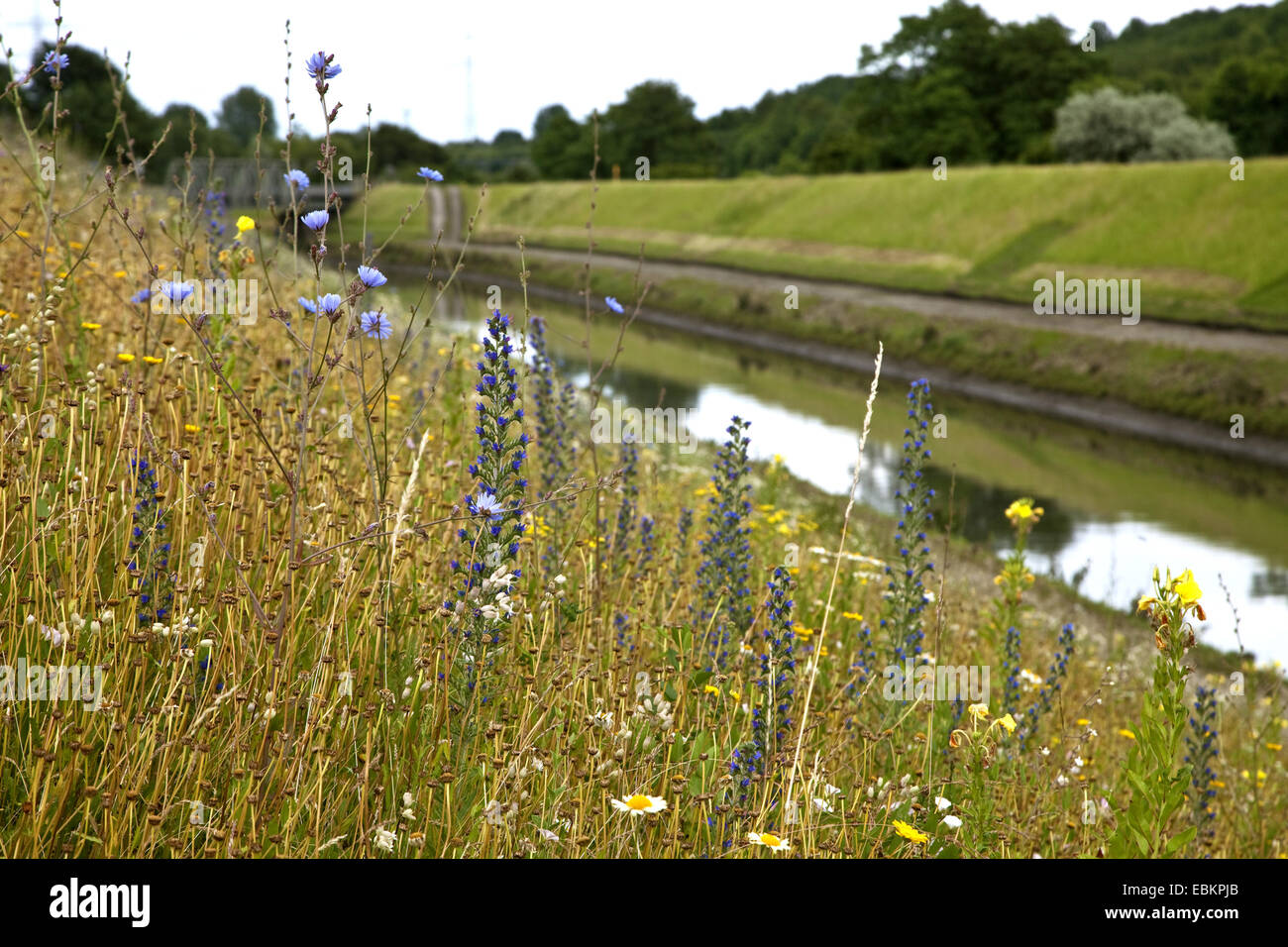 Wild Flower meadow à l'Emscher, Allemagne, Rhénanie du Nord-Westphalie, région de la Ruhr, à Essen Banque D'Images