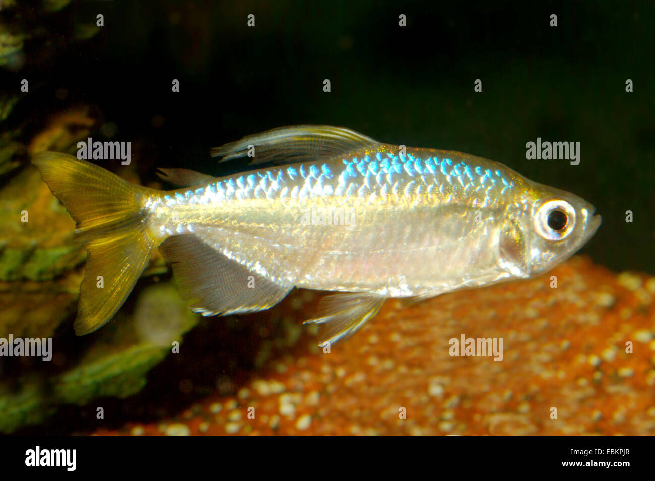 Congo jaune à queue jaune, Tetra Tetra (Hemigrammopetersius caudalis Congo, Alestopetersius caudalis), natation Banque D'Images