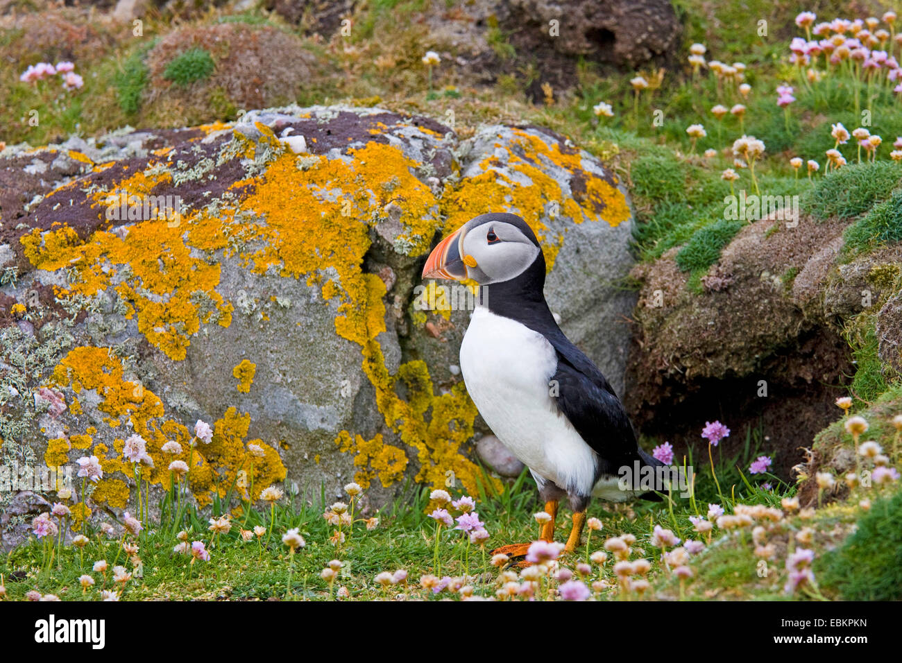 Macareux moine, Fratercula arctica Macareux moine (commune), debout devant sa grotte de reproduction, Royaume-Uni, Ecosse, Fair Isle, Shetland-Inseln Banque D'Images