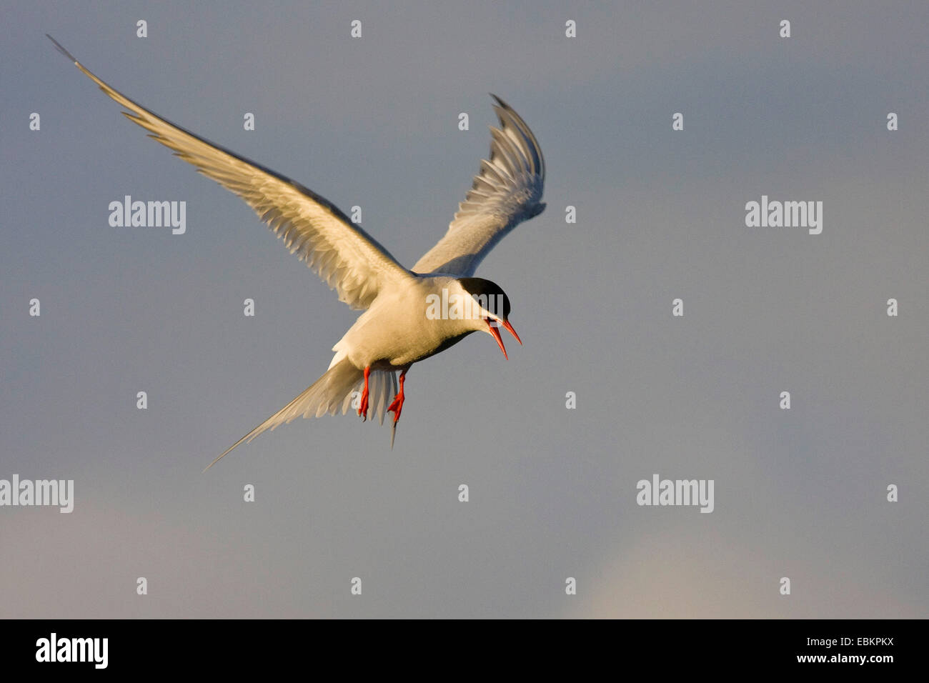 Sterne arctique (Sterna paradisaea), en vol, Royaume-Uni, Ecosse, Fair Isle, Shetland-Inseln Banque D'Images