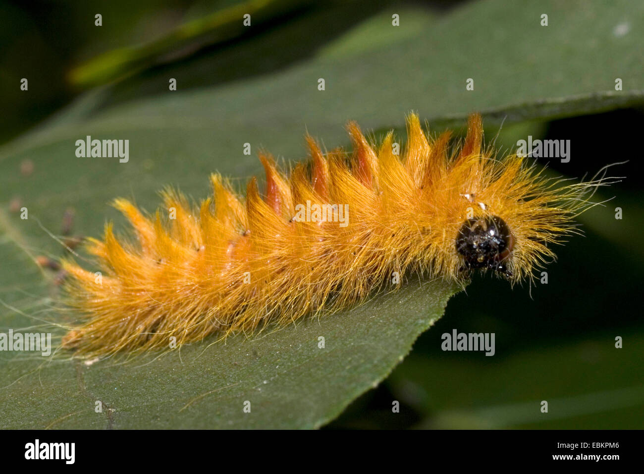 Sycamore (Acronicta aceris), Caterpillar sur une feuille, Allemagne Banque D'Images