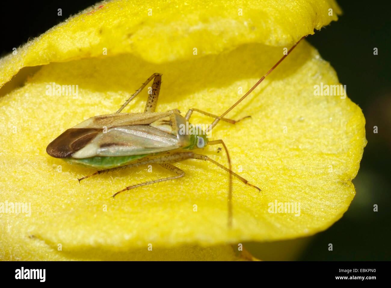 Bug de luzerne (Adelphocoris lineolatus), assis sur une fleur jaune, Allemagne Banque D'Images