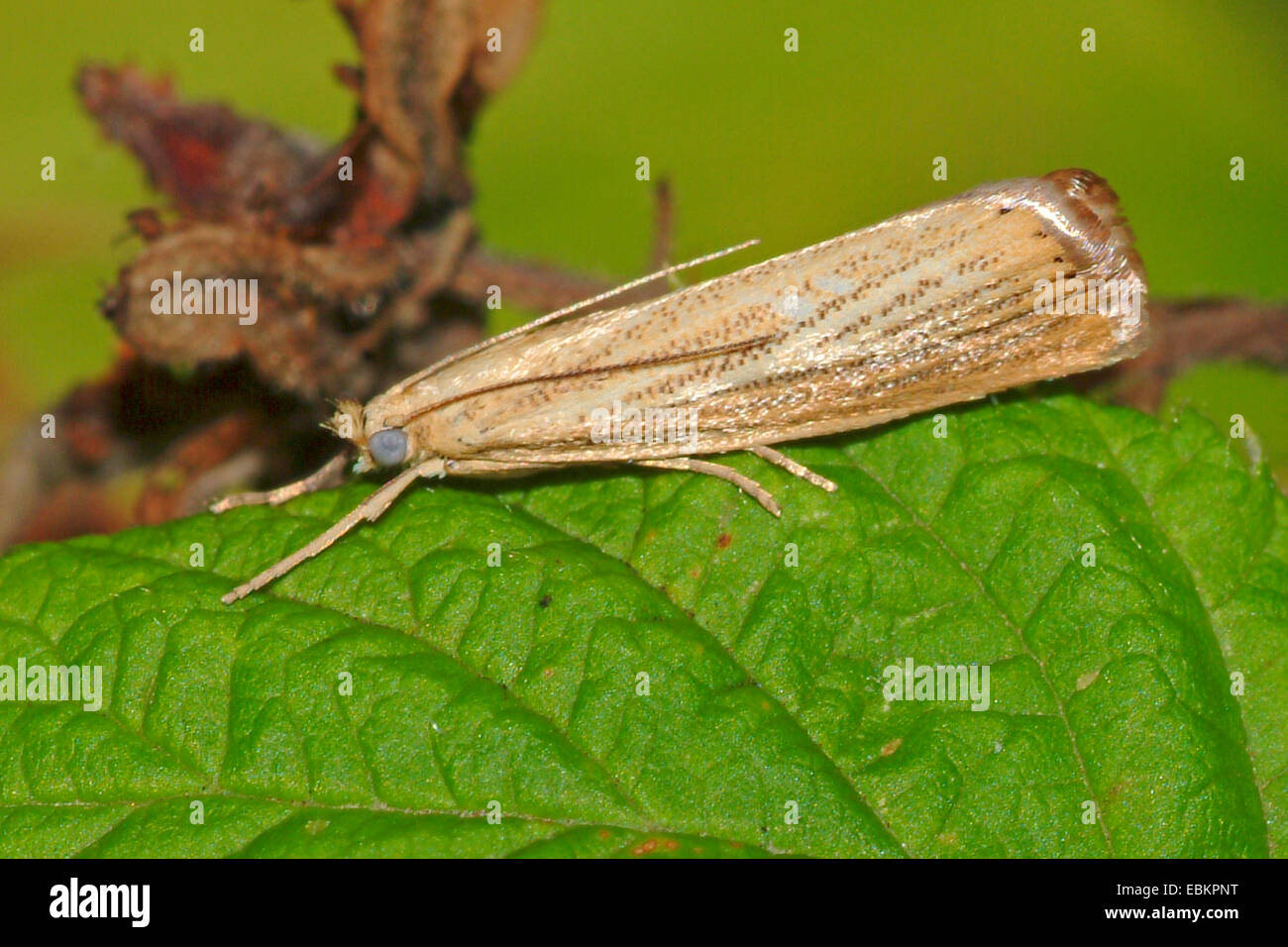 Agriphila straminella (Agriphila straminella), assis sur une feuille, Allemagne Banque D'Images