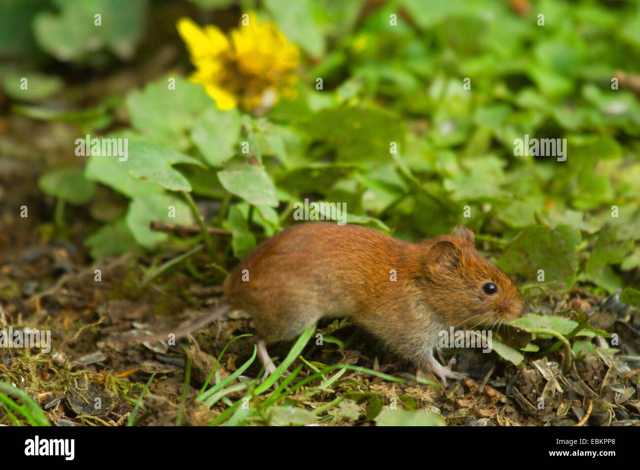 Campagnol roussâtre (Clethrionomys glareolus, Myodes glareolus), la marche sur la masse forestière, Allemagne Banque D'Images