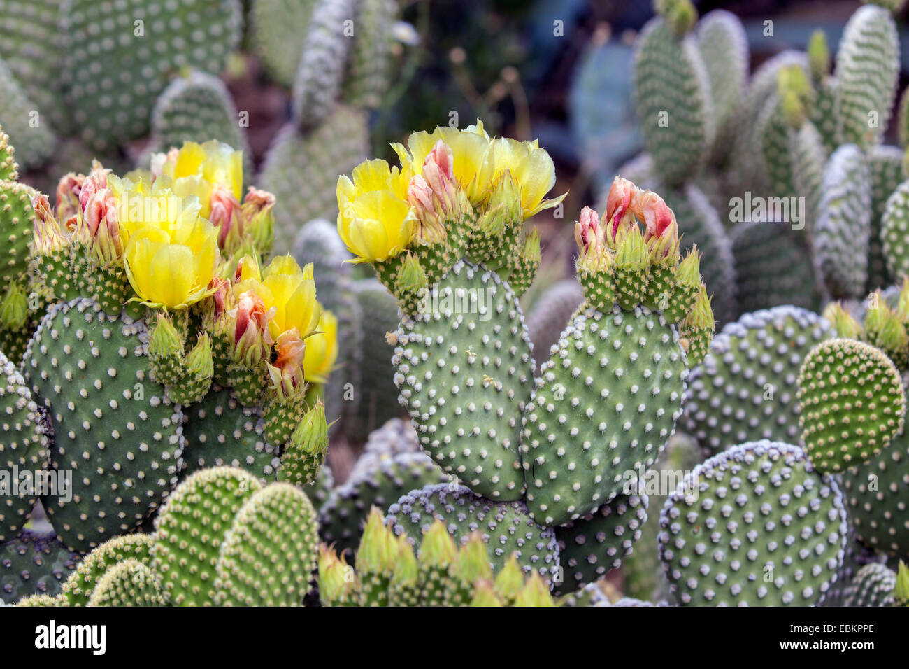 Oreilles de lapin, Polka Dot Cactus (Opuntia microdasys), blooming Banque D'Images