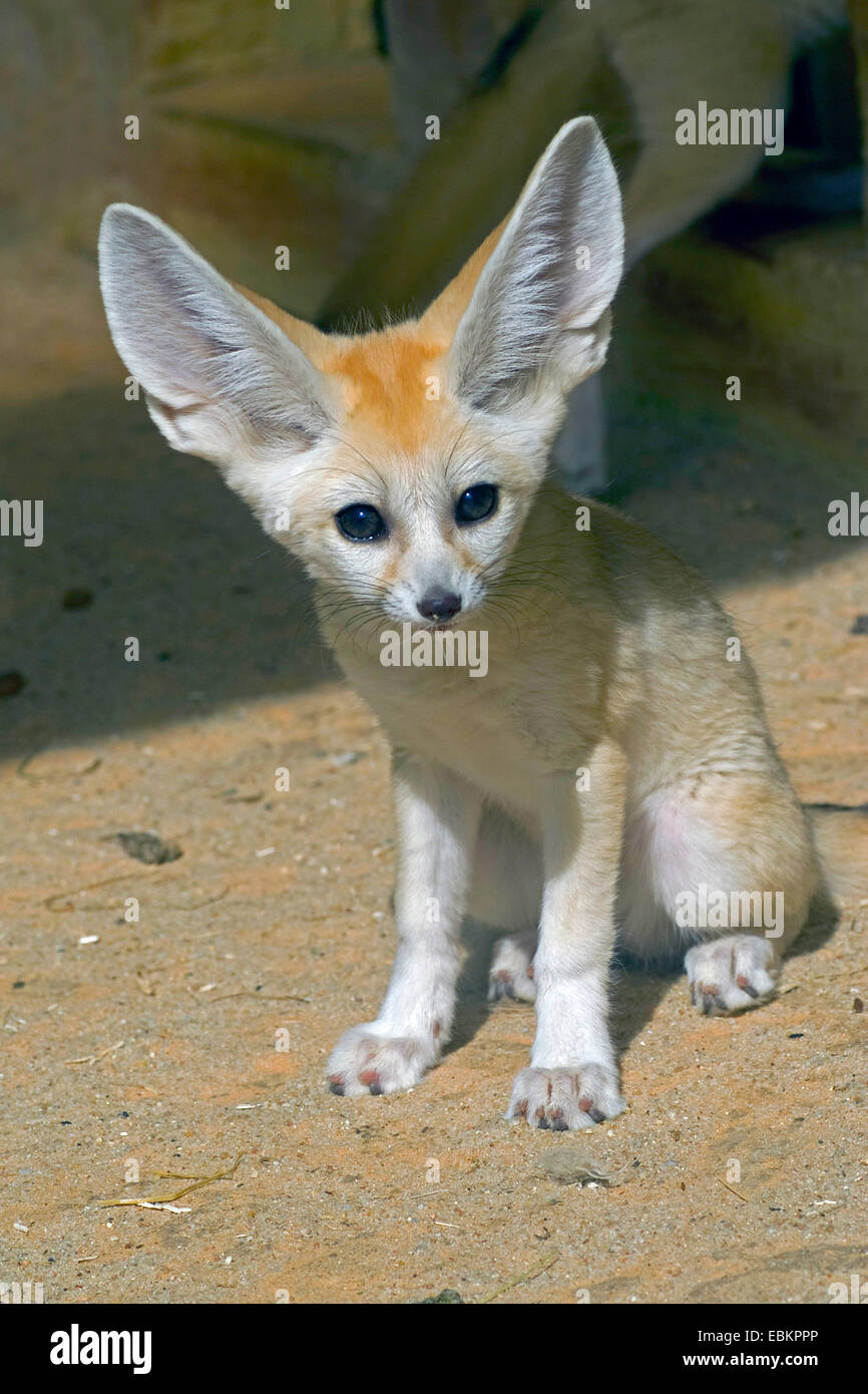 Fennec Fennecus zerda, fox (Vulpes zerda), Cub assis dans le sable au milieu des rochers Banque D'Images