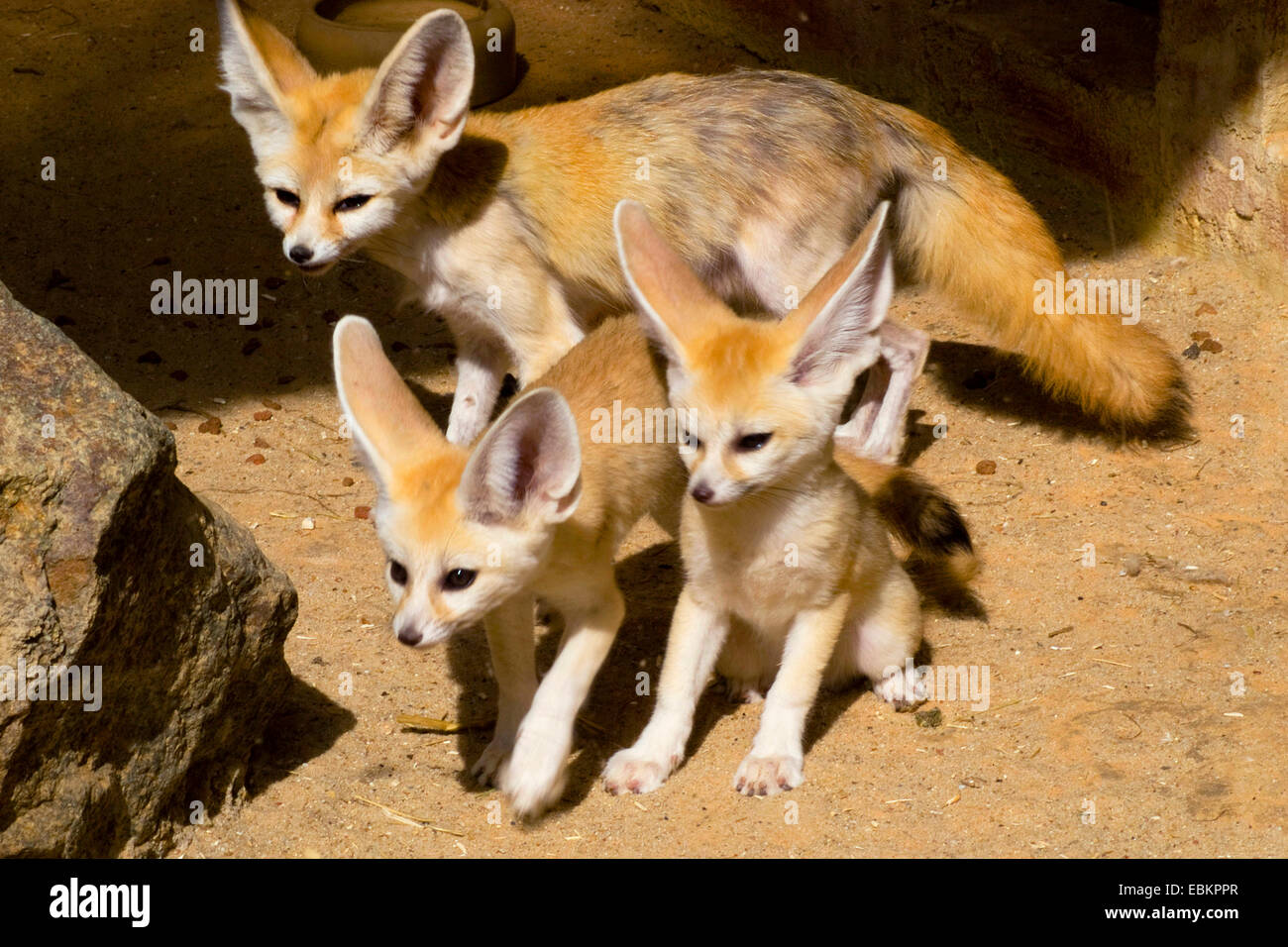 Fennec Fennecus zerda, fox (Vulpes zerda), mère avec deux oursons debout dans le sable au milieu des rochers Banque D'Images