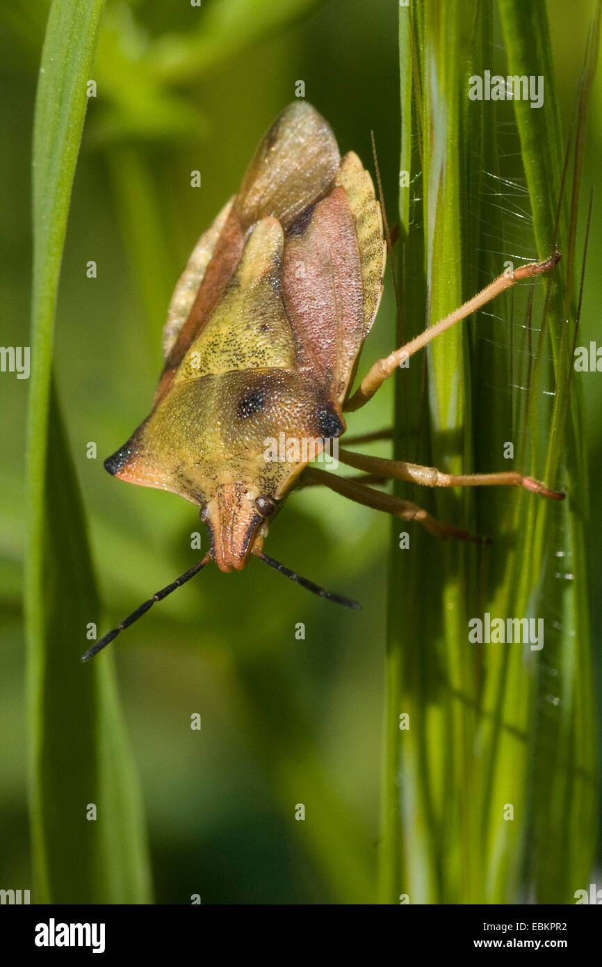 Black-shouldered (Carpocoris purpureipennis Bug Shield), assis à l'herbe, Allemagne Banque D'Images