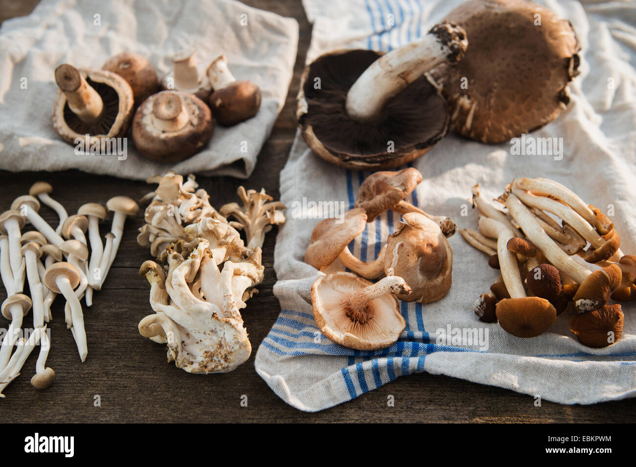 Studio shot of torchon champignons sur Banque D'Images