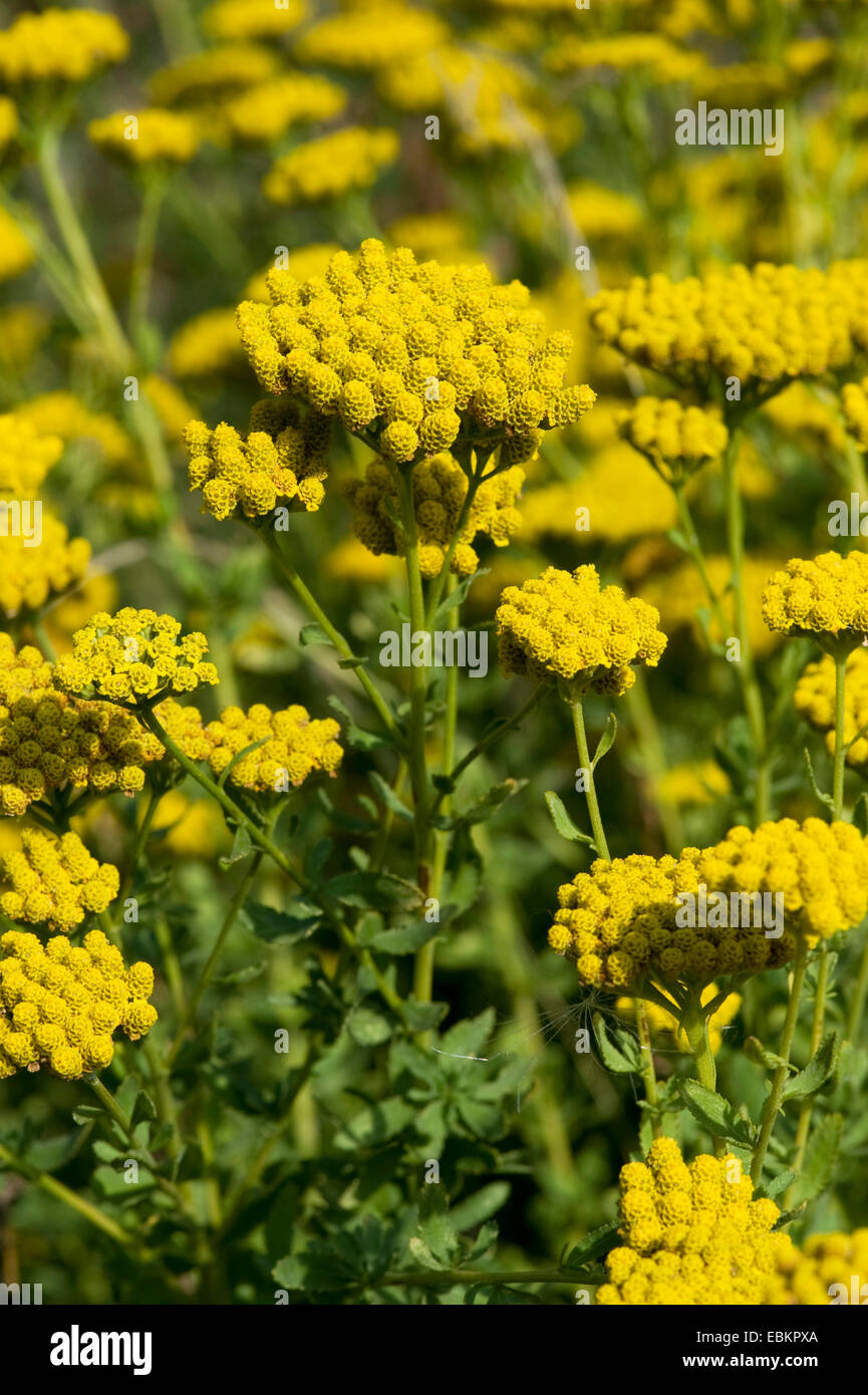 English Mace (Achillea ageratum), blooming Banque D'Images
