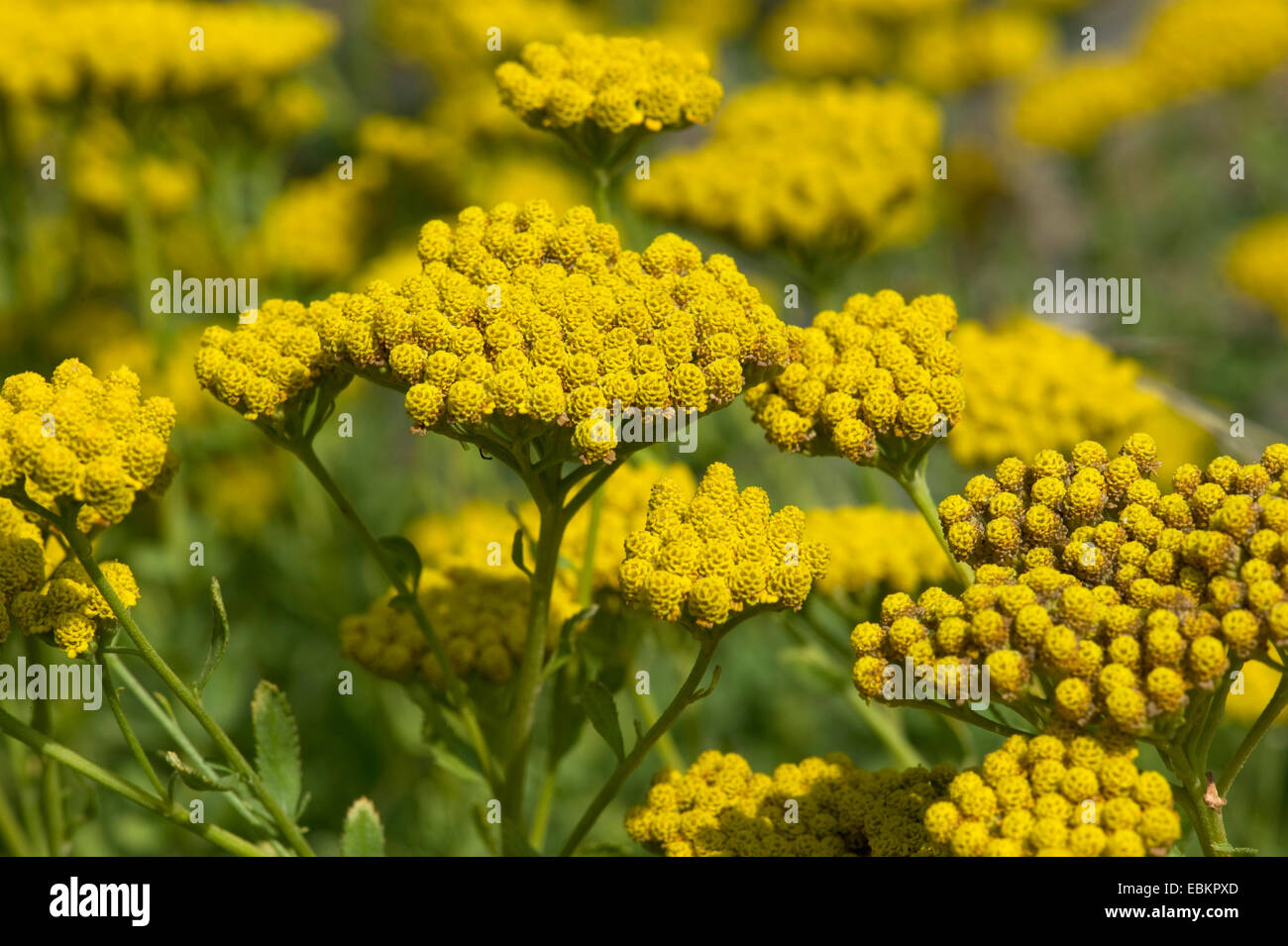English Mace (Achillea ageratum), blooming Banque D'Images