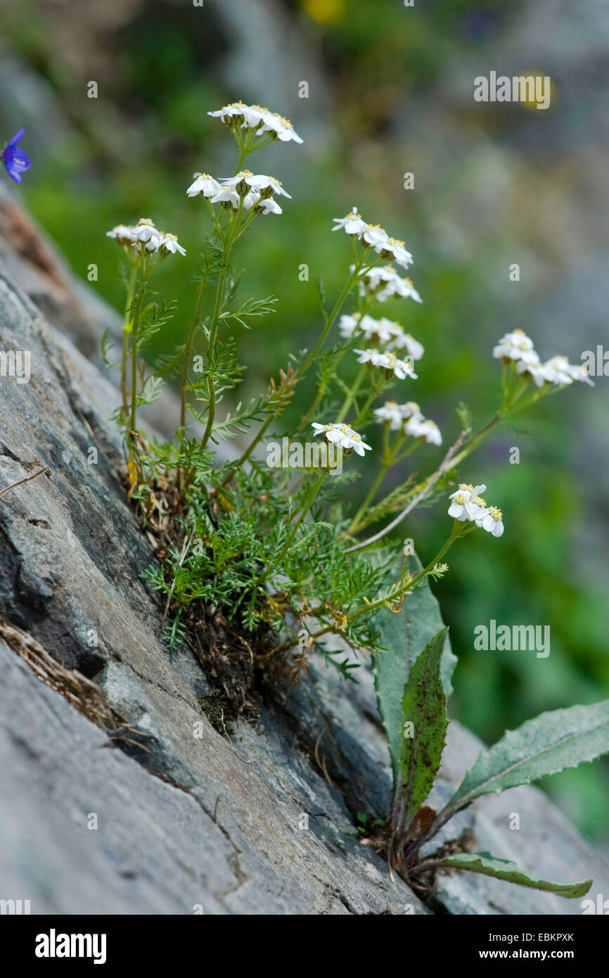 Tiges sombres Sneezewort (Achillea atrata), qui fleurit sur un rocher, Allemagne Banque D'Images