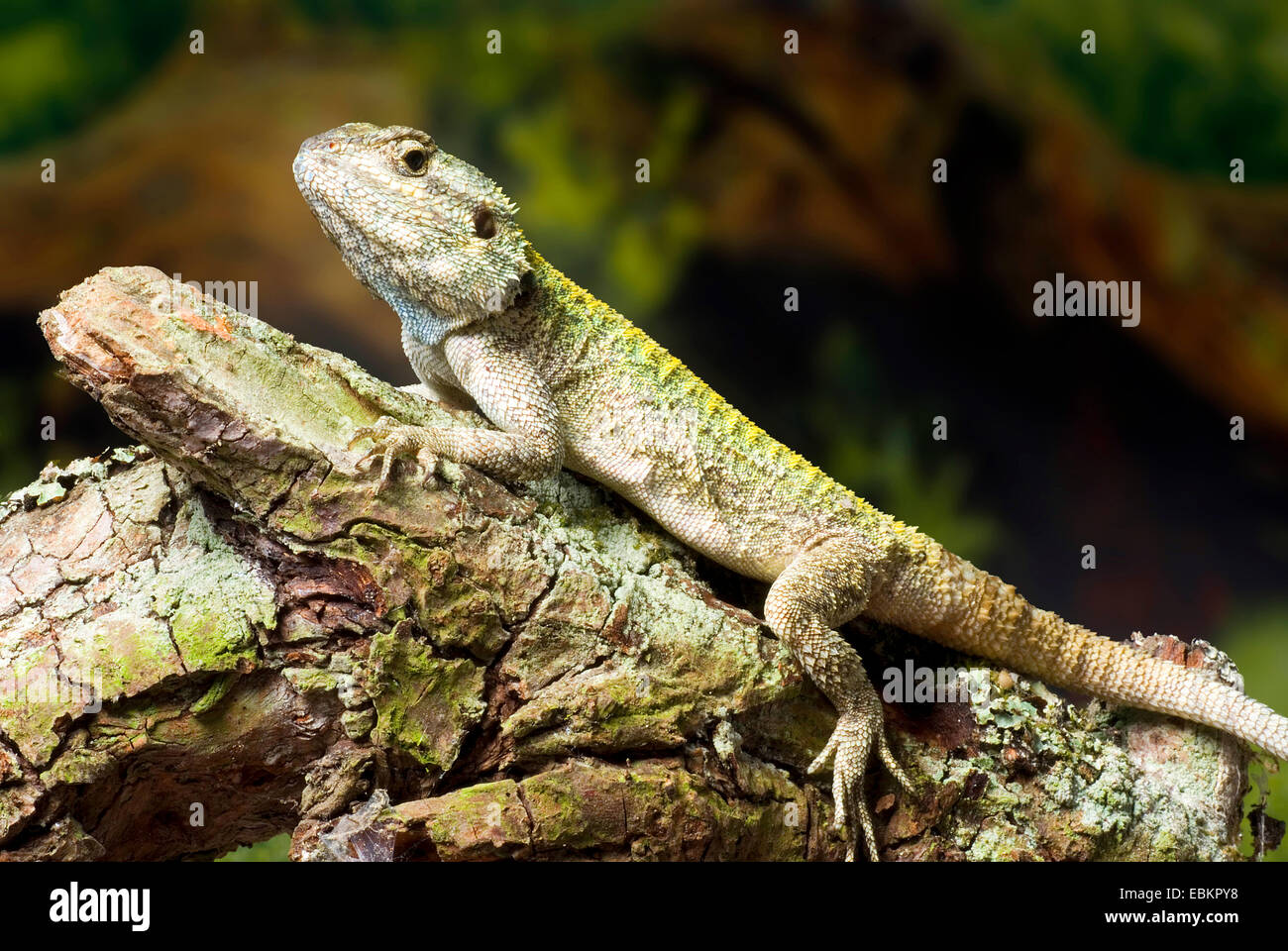 Agama à gorge bleue (Acanthocercus rivale), sur une branche d'algues Banque D'Images
