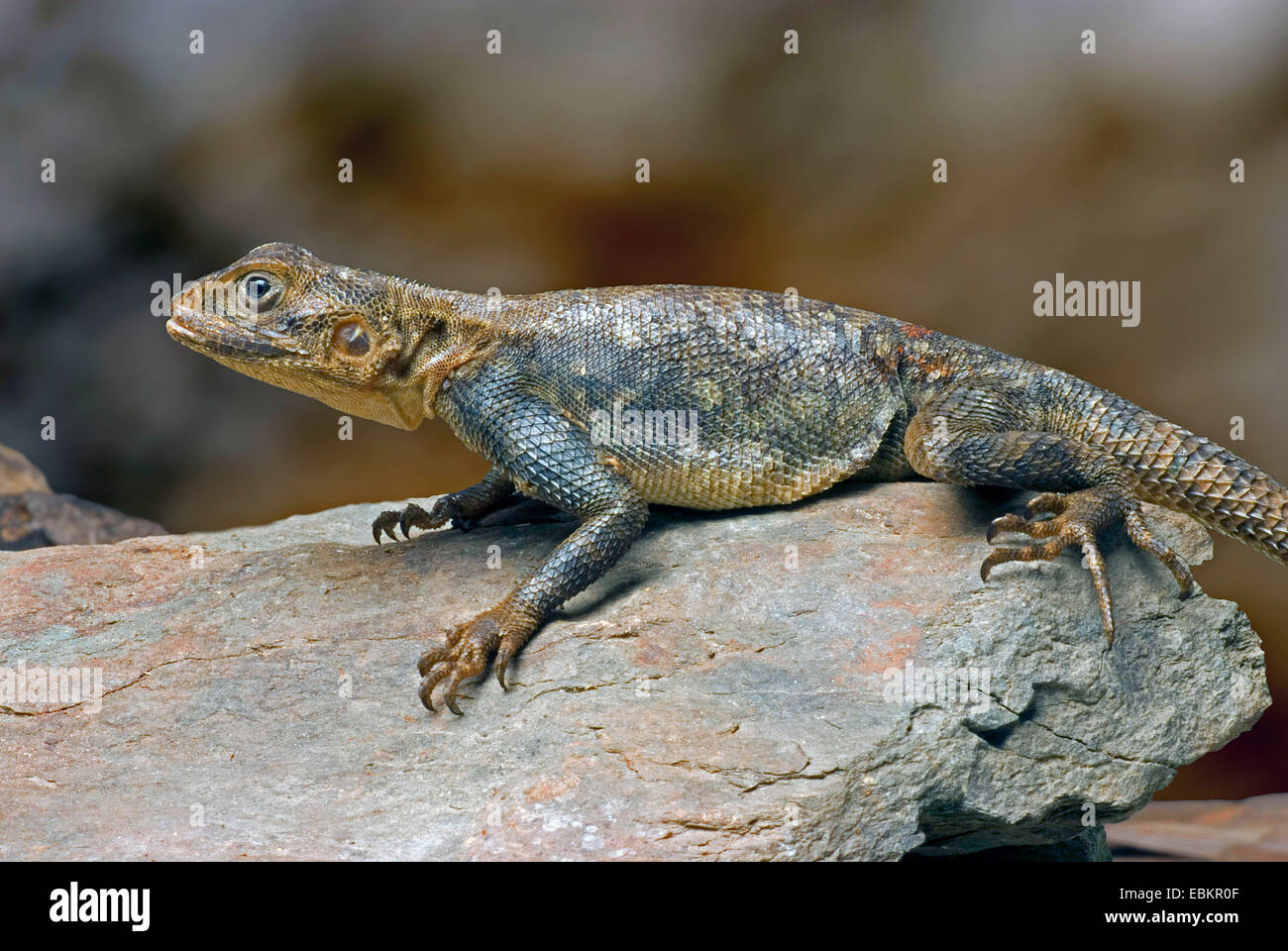 Agama commun, rock à tête rouge (Agama agama agama), sur une pierre Banque D'Images