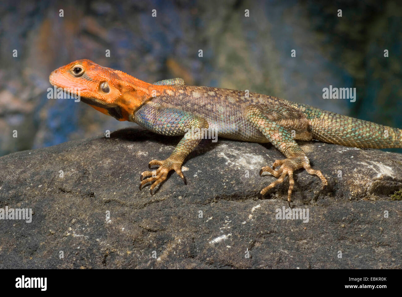 Agama commun, rock à tête rouge (Agama agama agama), homme Banque D'Images