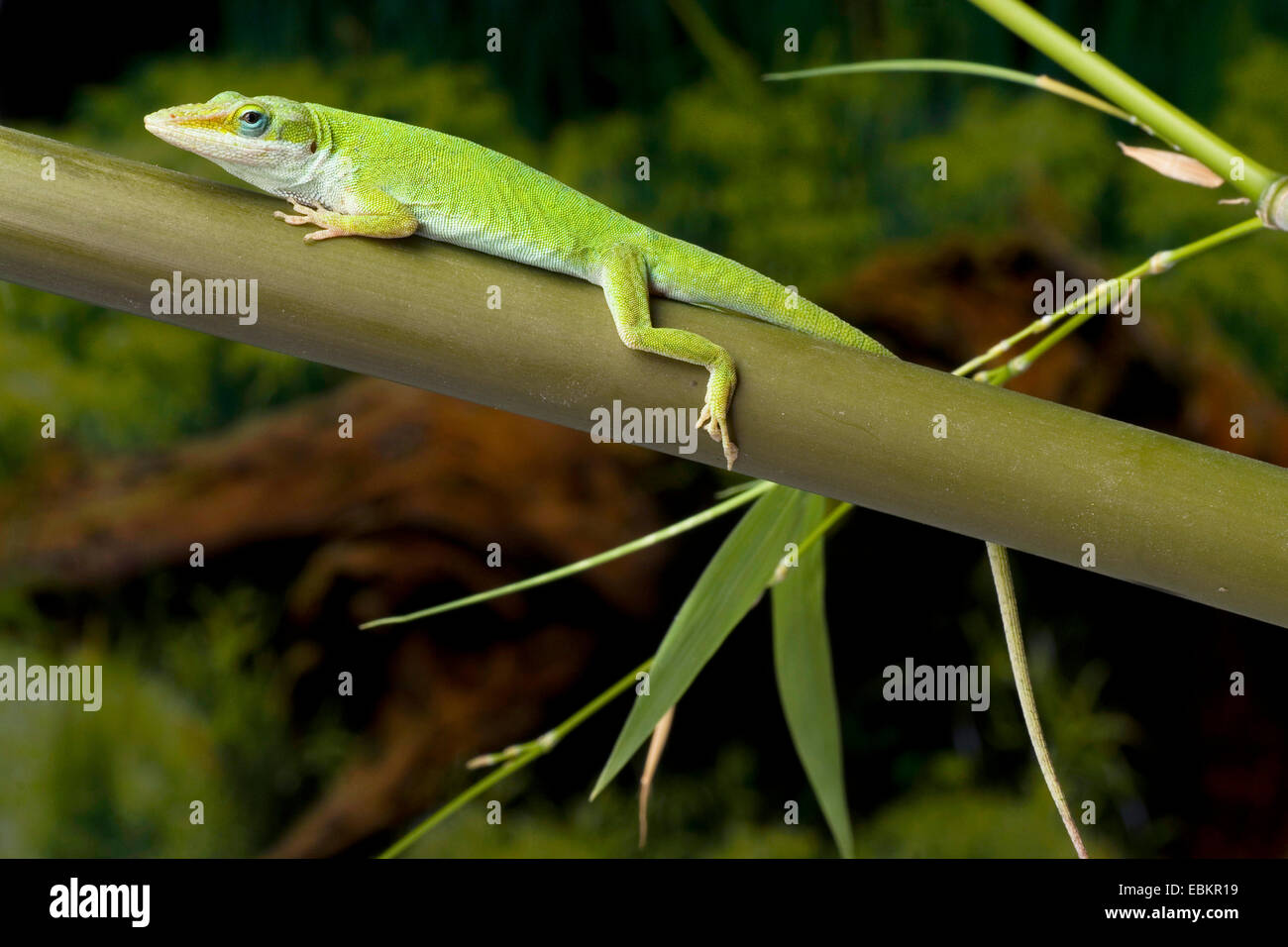 Anole vert (Anolis carolinensis), sur une tige Banque D'Images