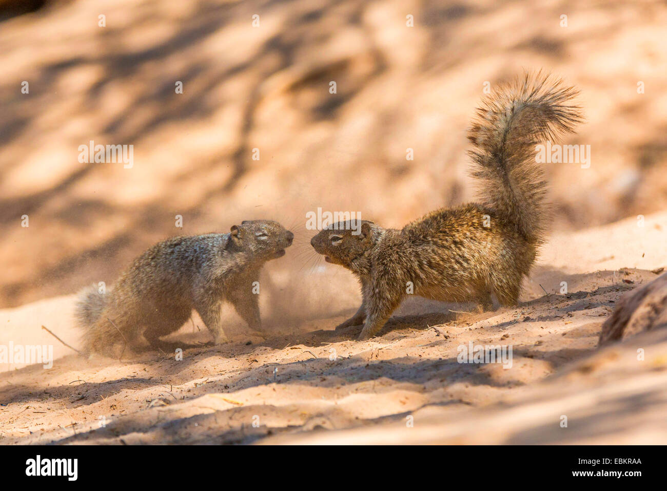 Rock squirrel (Citellus variegatus, Spermophilus variegatus ), deux hommes se battre dans le sable d'une rive de la rivière, USA, Arizona, Phoenix, Sonora Banque D'Images