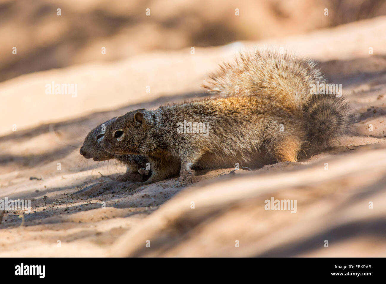 Rock squirrel (Citellus variegatus, Spermophilus variegatus ), deux hommes se battre dans le sable d'une rive de la rivière, USA, Arizona, Phoenix, Sonora Banque D'Images