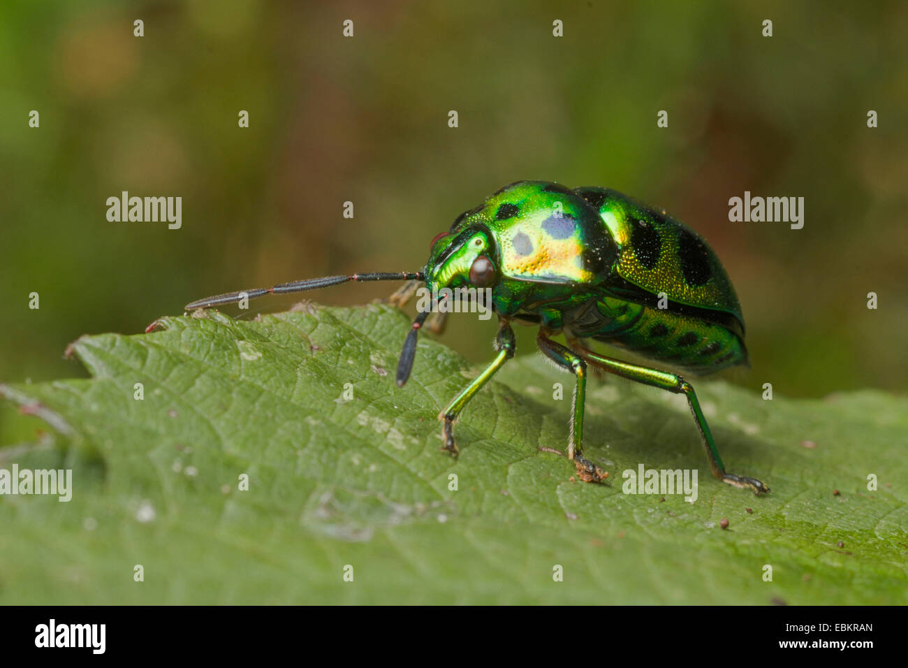 Bug (Chrysocoris purpureus), assis sur une feuille, Allemagne Banque D'Images