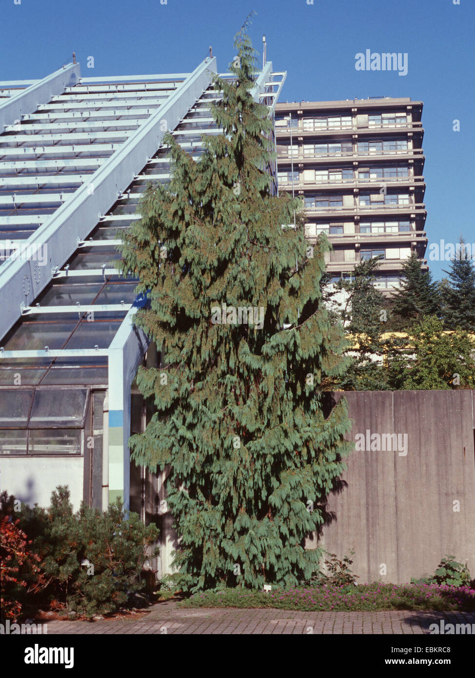 Des pleurs jaune (Cupressus nootkatensis 'Pendula', Cupressus nootkatensis Pendula, Chamaecyparis nootkatensis 'Pendula', Chamaecyparis nootkatensis pendula), le cultivar Pendula Banque D'Images