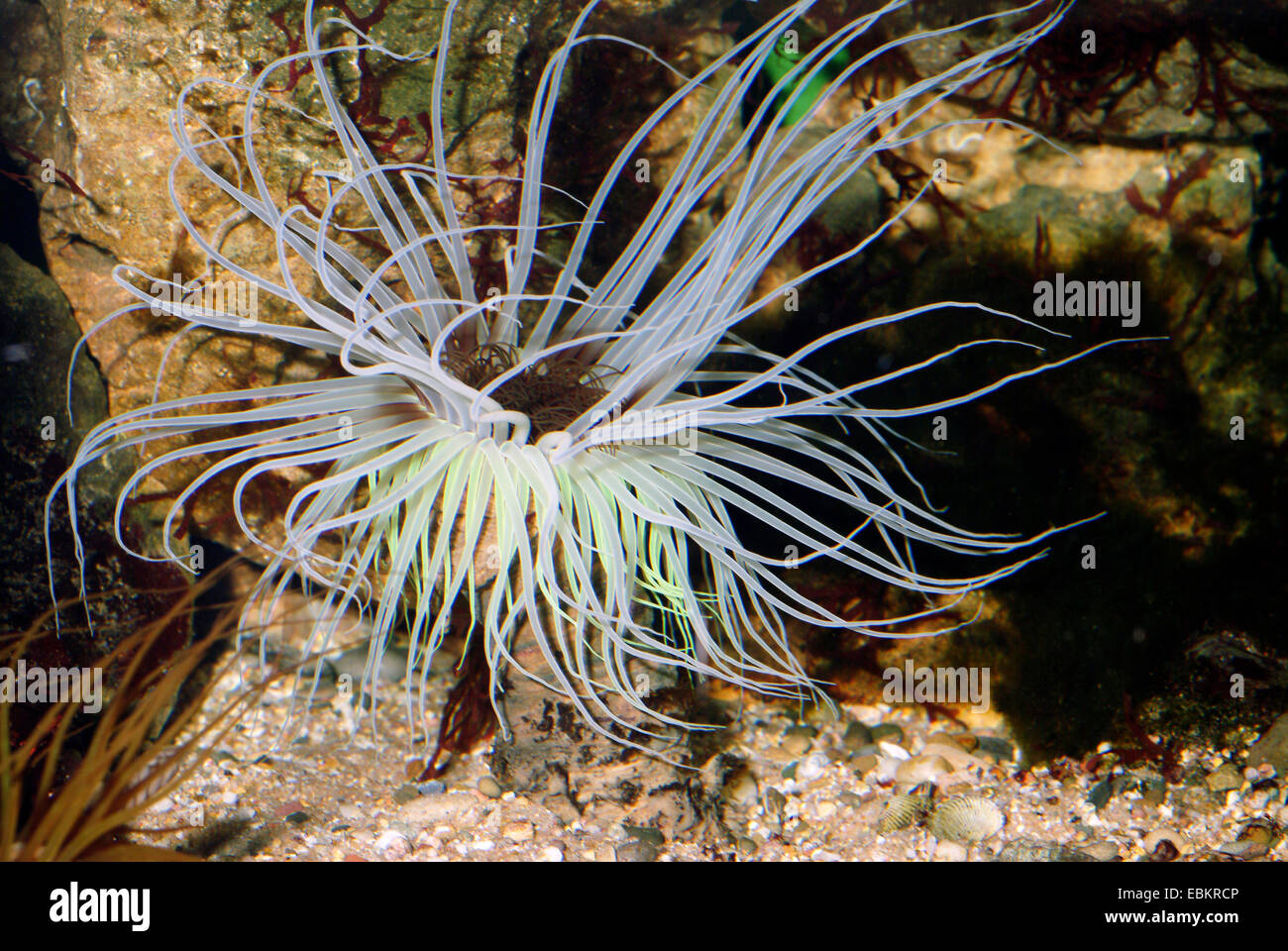 Cerianthid (Cerianthus spec.), avec de longs tentacules blancs Banque D'Images