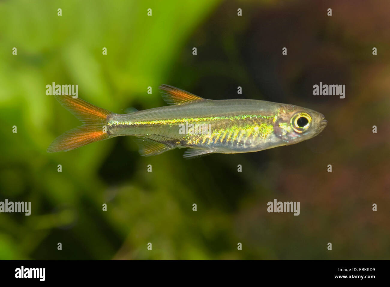Naine rouge orange ; tetra tetra bean Buitenzorg (Ladigesia roloffi), portrait Banque D'Images