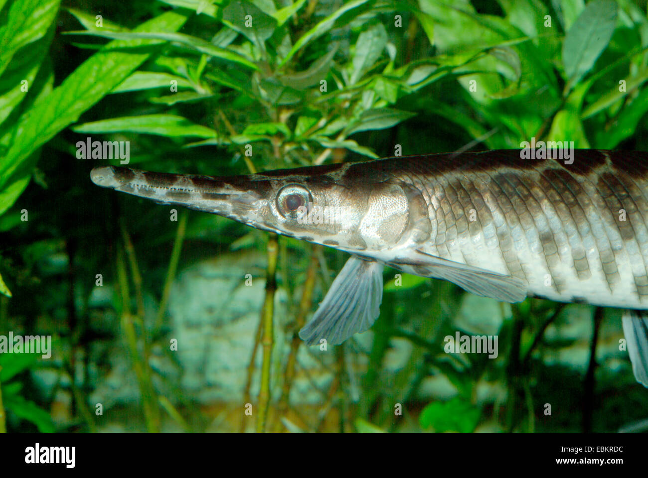 Lépisosté tacheté (Lepisosteus oculatus), portrait Banque D'Images