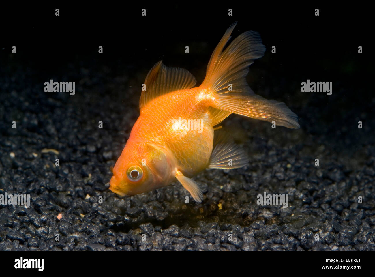 Le carassin, la carpe commune (Carassius auratus), sous forme de reproduction veiltail Ryukin rouge Banque D'Images