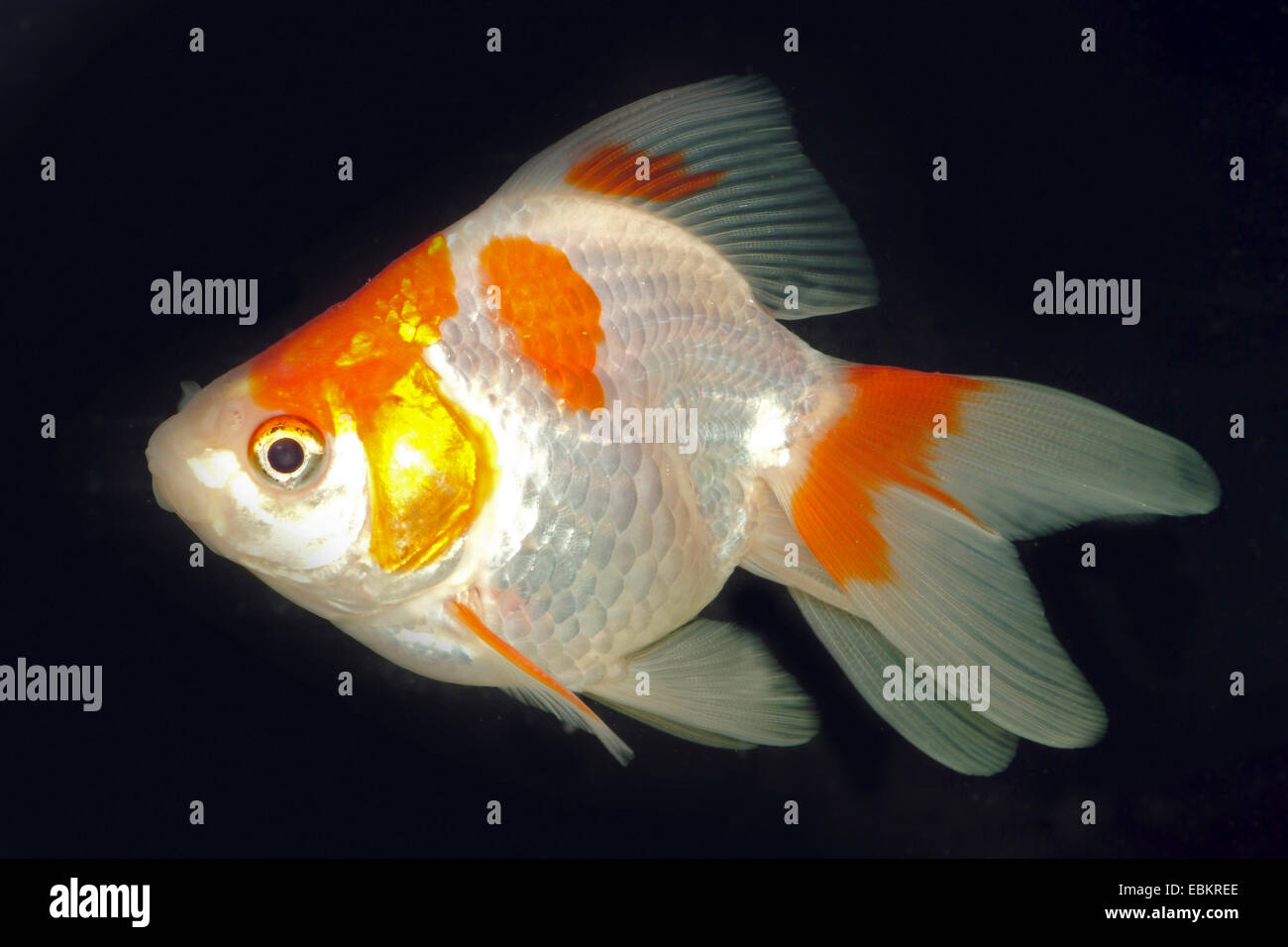 Le carassin, la carpe commune (Carassius auratus), race Ryukin rouge-blanc Banque D'Images