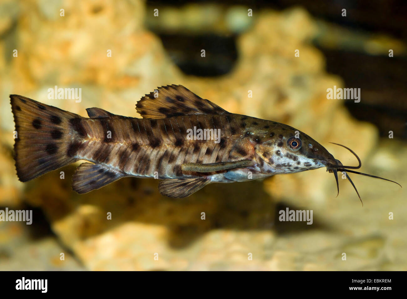 Le poisson-chat, Bubblenest Hoplo (Hoplosternum thoracatum tachetés, Megalechis thoracata), portrait Banque D'Images