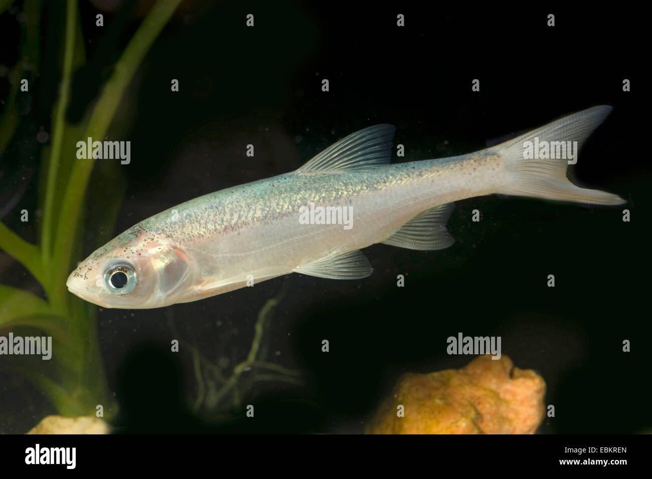 Ide, ide mélanote (Leuciscus idus), sous forme de reproduction whitegold Banque D'Images