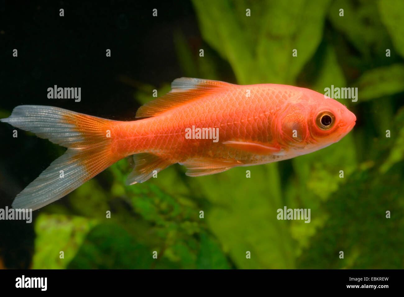 Le carassin, la carpe commune (Carassius auratus), race Sarasa red & white matt Banque D'Images