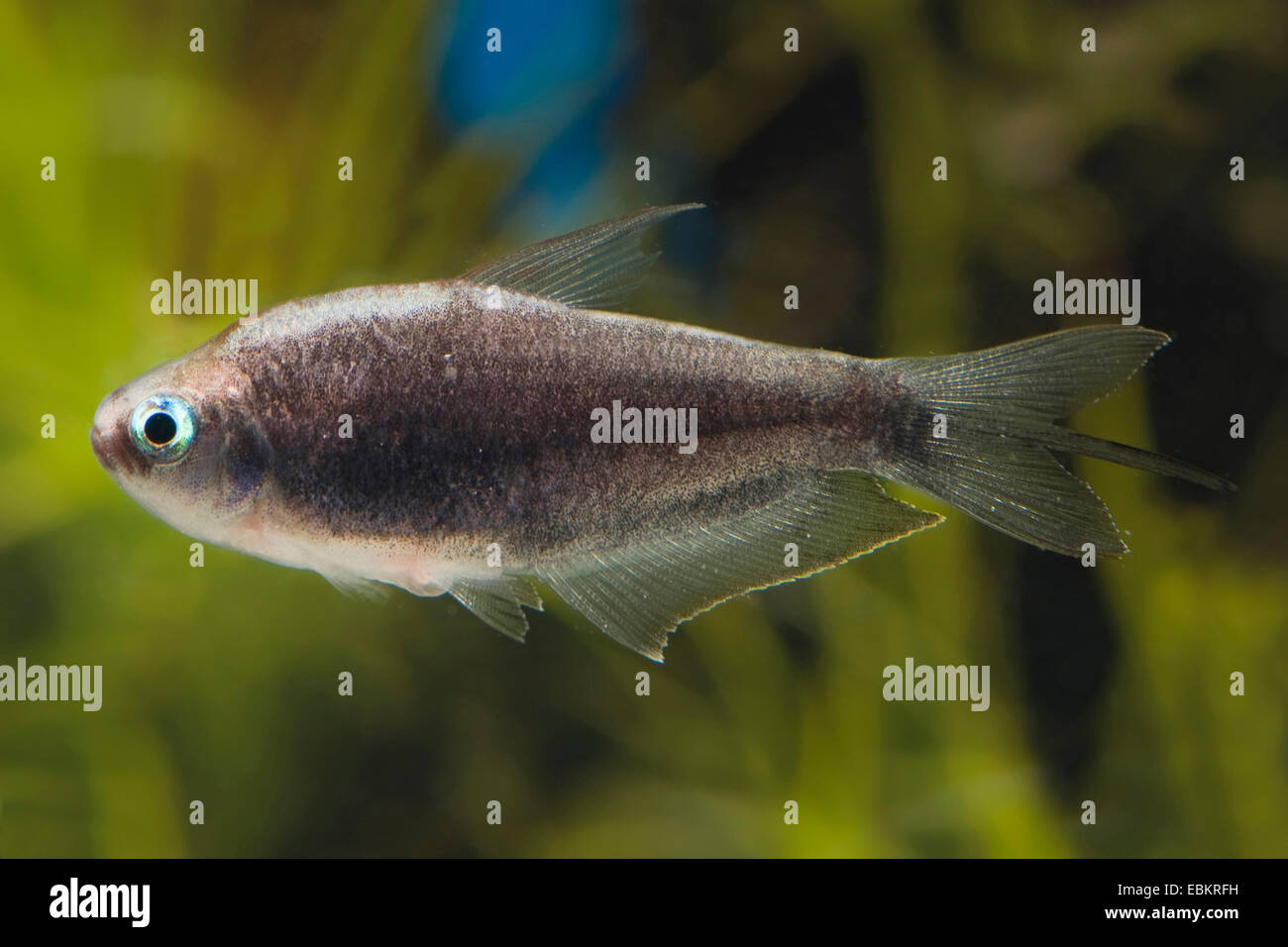 Black Emperor tetra (Nematobrycon palmeri), homme Banque D'Images