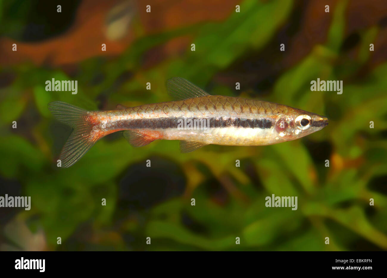 Beauté Pencilfish (Nannostomus nitidus), natation Banque D'Images