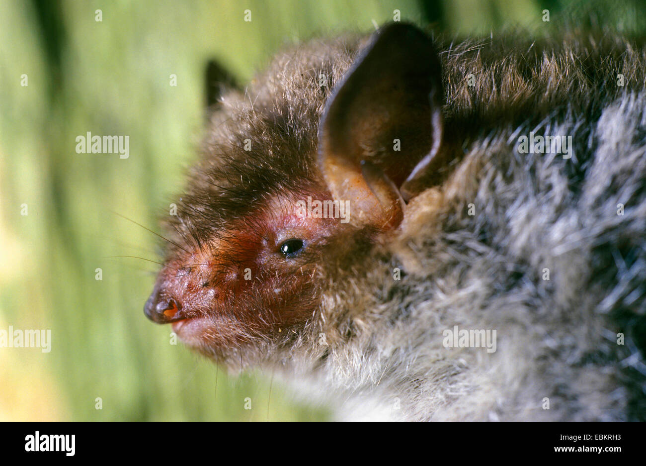 De Daubenton (Myotis daubentoni), portrait Banque D'Images