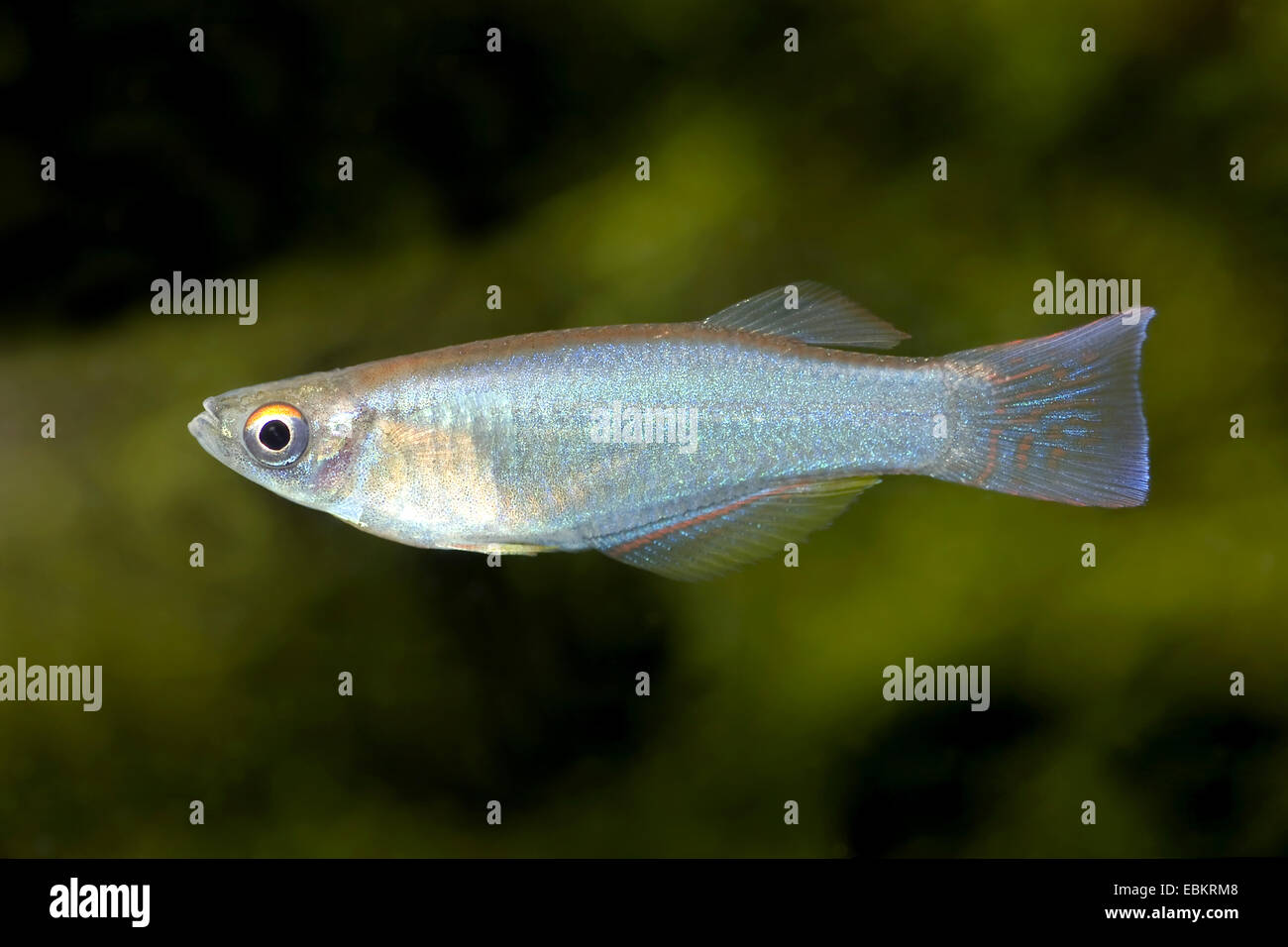 Grand Bleu à ailettes ; Lampeye dame d'argent, Kribi (Procatopus nototaenia), natation Banque D'Images