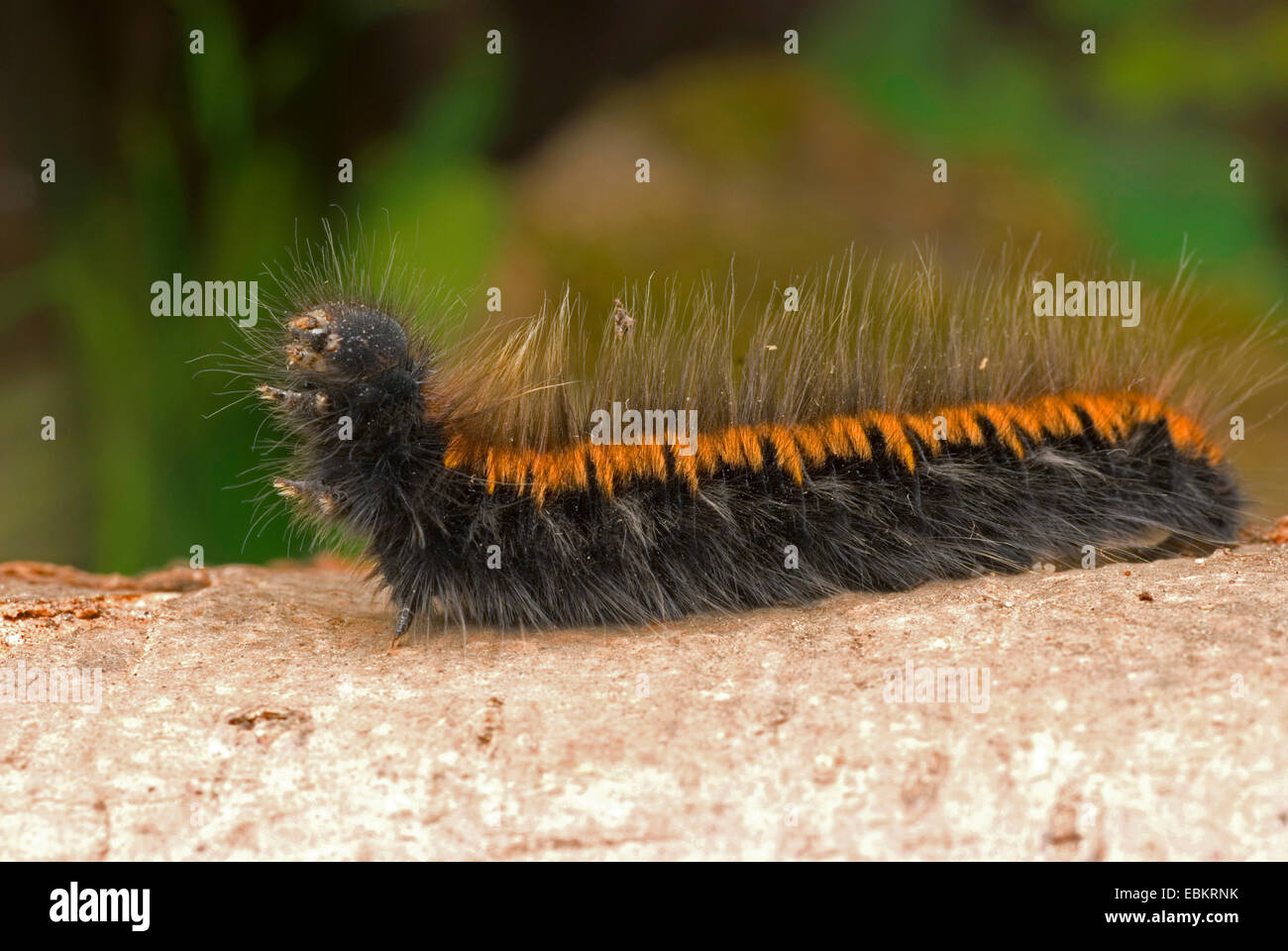 Fox Moth (Macrothylacia rubi), sur une branche, Allemagne Banque D'Images