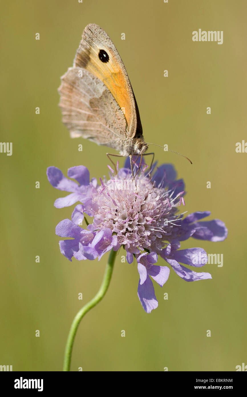 (Maniola jurtina Meadow brown, Epinephele jurtina), sur scabious sucer le nectar, Allemagne Banque D'Images