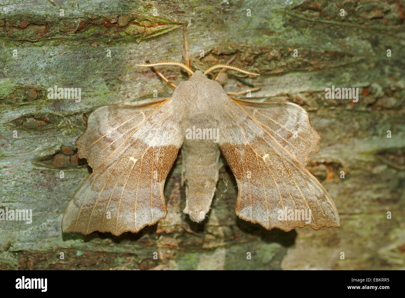 Sphynx du peuplier (Laothoe populi), assis sur l'écorce bien camouflée, Allemagne Banque D'Images