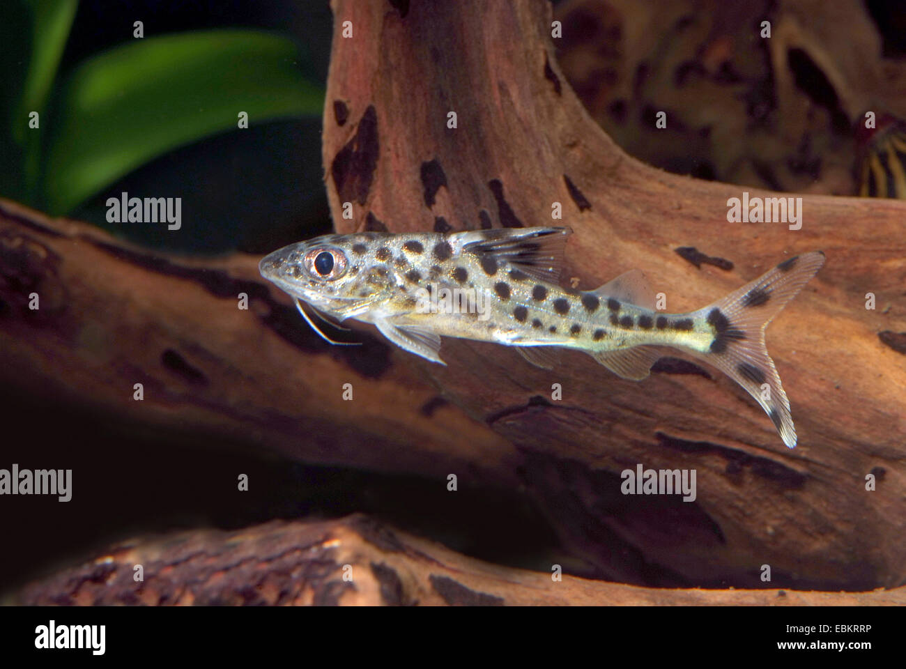 Le poisson-chat, à pois pimelodus Angelicus, repéré pimelodella (Pimelodus pictus), natation Banque D'Images